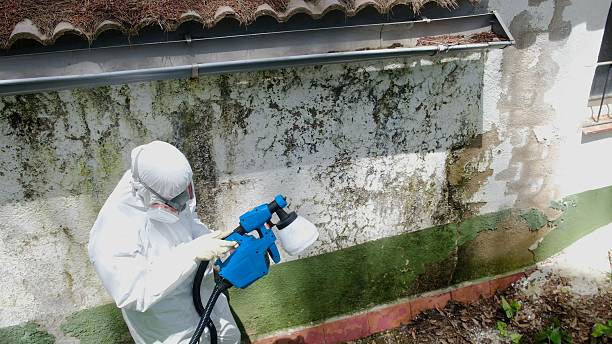 Top rated local Mold Remediation specialists in Milford, MI
